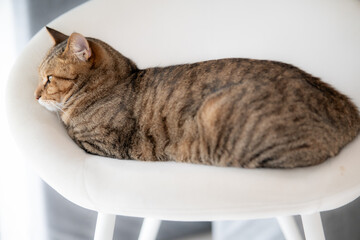 室内で椅子に横たわる猫