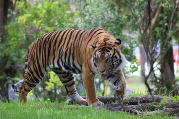 Obraz premium Tiger