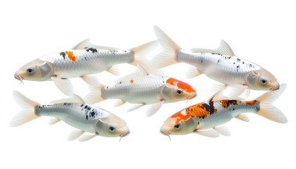 A school of five beautiful koi fish with white, orange, and black markings, isolated on a clean white background
