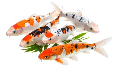 A school of five vibrant Japanese koi fish with orange and black patterns swims together on a white background