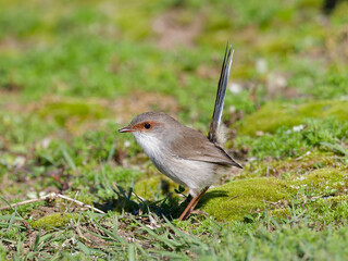 Juvenile Superb Fairywren (Malurus cyaneus) standing on green grass lawn.