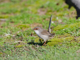 Juvenile Superb Fairywren (Malurus cyaneus) standing on green grass lawn.