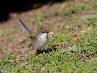 Juvenile Superb Fairywren (Malurus cyaneus) standing on green grass lawn.