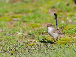 Juvenile Superb Fairywren (Malurus cyaneus) standing on green grass lawn.