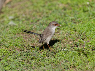 Juvenile Superb Fairywren (Malurus cyaneus) standing on green grass lawn.