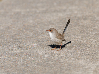 Juvenile Superb Fairywren (Malurus cyaneus) standing on a concrete path 