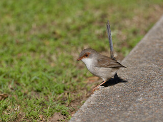 Superb Fairywren (Malurus cyaneus) standing on grass adjacent to a concrete or cement path