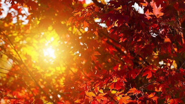 Background of maple trees with colorful autumn leaves blowing in a gentle breeze.