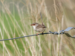  Superb Fairywren (Malurus cyaneus) perched on a fence wire with tall dry grass bokeh background.