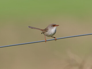  Superb Fairywren (Malurus cyaneus) perched on a fence wire with bokeh background.