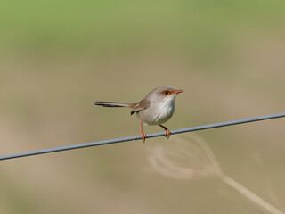  Superb Fairywren (Malurus cyaneus) perched on a fence wire with bokeh background.