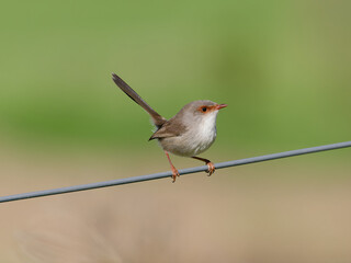  Superb Fairywren (Malurus cyaneus) perched on a fence wire with bokeh background.