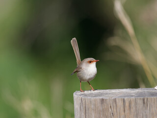 Superb Fairywren (Malurus cyaneus) standing on a timber fencepost.