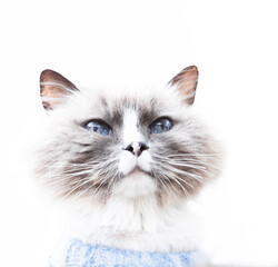 cat with blue eyes