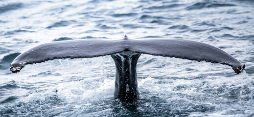 humpback whale fins in the water