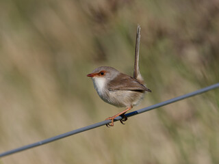  Superb Fairywren (Malurus cyaneus) perched on a fence wire with bokeh background.