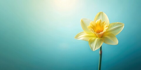 Soft yellow petals of a spring bloom unfold against a pastel blue gradient backdrop , Petals unfolding, Floral arrangement