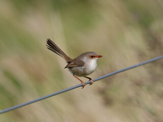  Superb Fairywren (Malurus cyaneus) perched on a fence wire with bokeh background.