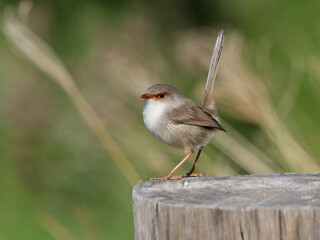 Superb Fairywren (Malurus cyaneus) standing on a timber fencepost.
