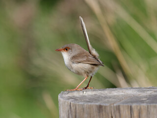 Superb Fairywren (Malurus cyaneus) standing on a timber fencepost.