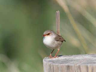 Superb Fairywren (Malurus cyaneus) standing on a timber fencepost.