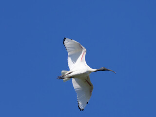 Australian White Ibis (Threskiornis molucca) flying overhead with a clear blue sky background.