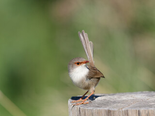 Superb Fairywren (Malurus cyaneus) standing on a timber fencepost.