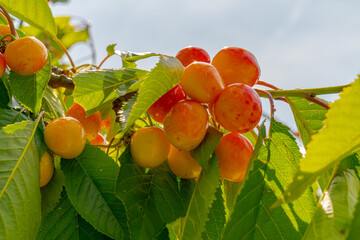 My fruits in my garden