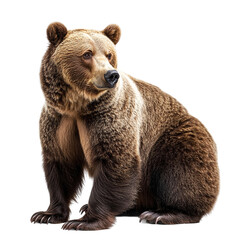Obraz premium Brown bear full body isolated on transparent background.