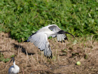 Australian White Ibis (Threskiornis molucca) flying over a wetland marsh