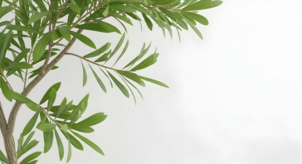 Leaves, Green leaves, Plant, Lush Green Leaves on White Background