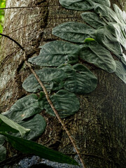 Monstera dubia, tropical creeper leaves climbing a tree trunk, Costa Rica