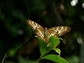 White peacock butterfly, Anartia jatrophae on leaf in tropical forest, Costa Rica