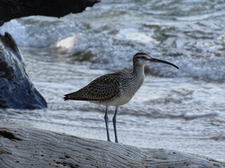 Whimbrel shorebird standing on driftwood by the Caribbean sea in Costa Rica

