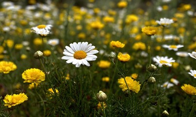 A field of yellow and white flowers, including daisies and marigolds, growing in the grassy meadow,  Generative AI