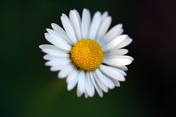 Obraz premium daisy flower closeup