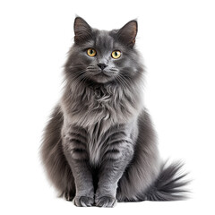 Full-body gray cat with long hair, isolated on transparent background.