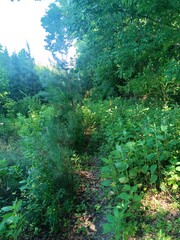 path in the forest