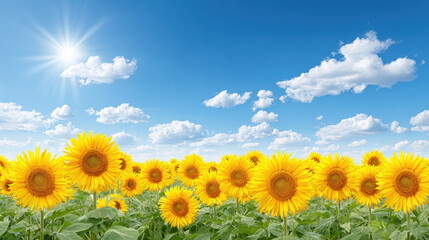 Obraz premium Bright cheerful image of sunflower field under clear blue sky with scattered clouds and shining sun on sunny day