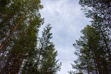 Obraz premium A view looking up at tall pine trees against a cloudy sky. The green tree tops frame the scene, creating a natural border, while soft light highlights the texture of the branches and needles.