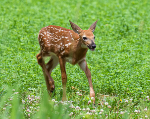 Baby deer in the grass