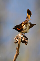 Male American Redstart warbler bird perched on the edge of a meadow