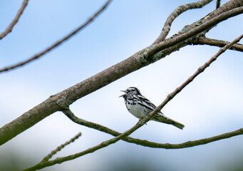 Black and whit warbler