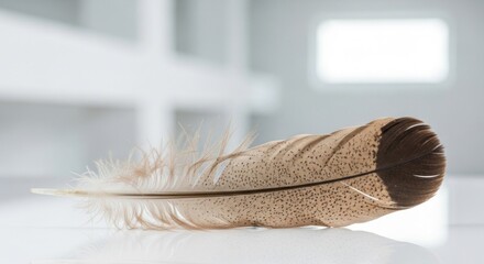 Close up of a single brown and beige feather lying on a white surface with a blurred background light