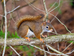 American red squirrel