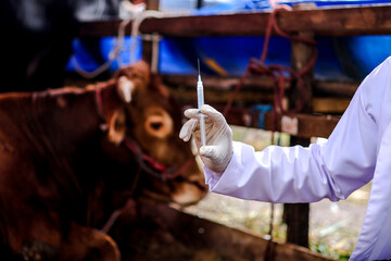 Closeup Shot of Veterinary Professional Preparing a Syringe For a Cow Vaccination on Farm