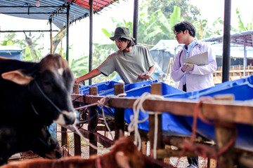 Portrait of Veterinarian and Farmer Inspecting Cows in Livestock Barn