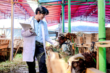 Sheep Health Check by Asian Vet with Clipboard at a Rural Farm