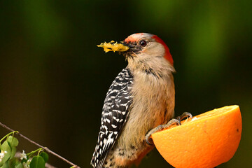 A female Red Bellied Woodpecker sits perched on the side of an orange with a beak full of its fruit