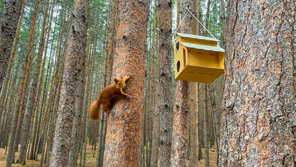 Curious red squirrel clings to pine tree near wooden feeder in autumn forest. Wildlife in natural habitat, forest animal behavior captured in detail. Adorable woodland moment in nature.